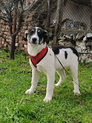 Marcy ein wunderschönes Mädchen 