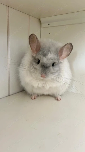Chinchilla Weibchen Angora RPA White Saphir 100% Blue Diamond und Afro Violett Träger