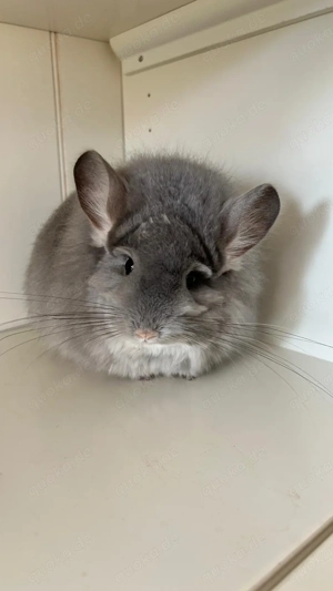 Chinchilla Angora RPA Weibchen Afro Violett 100% Blue Diamond und Saphir Träger