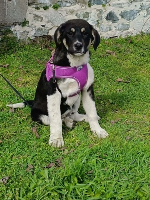 Richy sucht ein Körbchen 