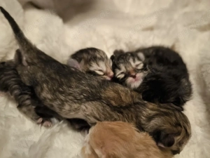 Reinrassige Sibirische Waldkatzen Kitten Allergikergeeignet