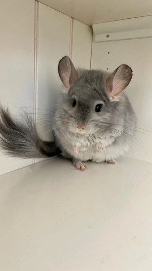 Chinchilla Angora RPA Männchen Blue Diamond 100% Afro Violett und Saphir Träger