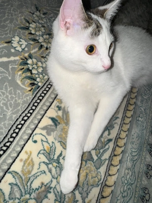 Katze (Dany) männlich 