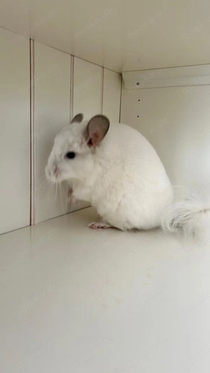 Chinchilla Angora RPA Männchen White Diamond 100% Blue Diamond Afro Violett und Saphir Träger