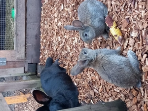 Dt. Riesen - Junge abzugeben, geb. Dez. 2025