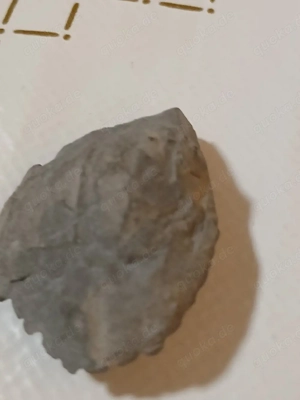 4 milon jahr alte musel