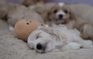 Maltipoo Welpe Rüde 