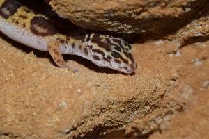 Leopardgecko 0.1 Tremper Albino