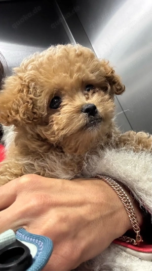 Toypudel-Rüde sucht liebevolles Zuhause    Bild 4