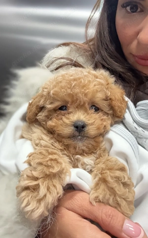 Toypudel-Rüde sucht liebevolles Zuhause    Bild 3
