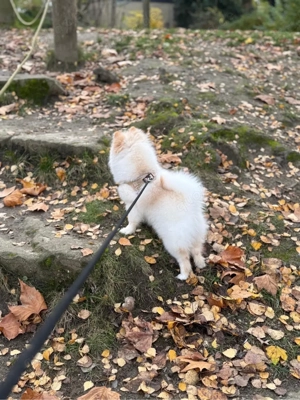 Pomeranian Zwergspitz (Hündin, 11 Monate) geimpft, gechippt, mit Impfpass Bild 2