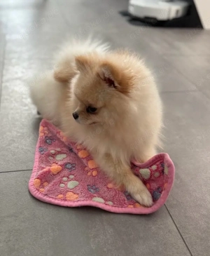 Pomeranian Zwergspitz (Hündin, 11 Monate) geimpft, gechippt, mit Impfpass Bild 4