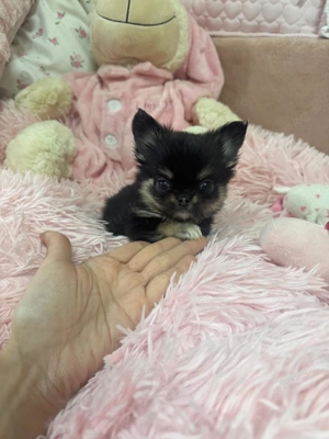 Mini Teacup Chihuahua Rüde