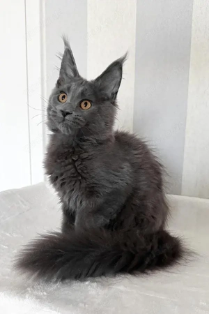 5 wunderschöne Maine-Coon-Kätzchen (3 Monate alt)    Nur für kurze Zeit!