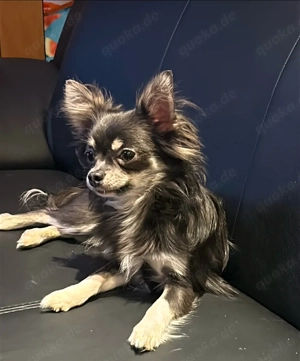 Liebevolles Zuhause für unseren sensiblen Chihuahua-Rüden gesucht 