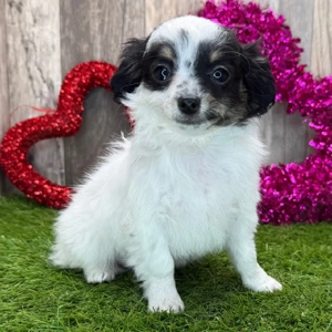 Hallo! Ich habe hier einen süßen, menschenfreundlichen und tierärztlich untersuchten Chihuahua, der 