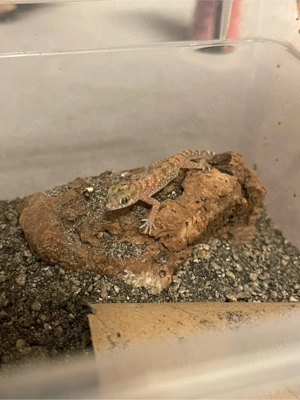 Stenodactylus Stenodactylus 0.0.1