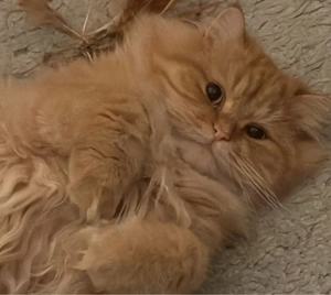 Liebevoller Kater sucht neues Zuhause   