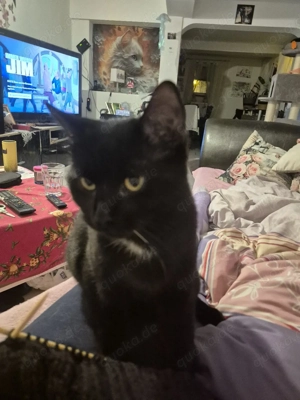 Kleiner schwarzer kater 