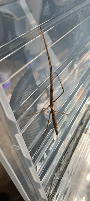 Stabschrecken zu verschenken wegen Platzmangel