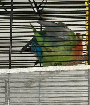 Pfirsichköpfchen paar