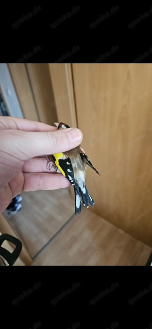 Vögel Stieglitz männlich und Weiblich 