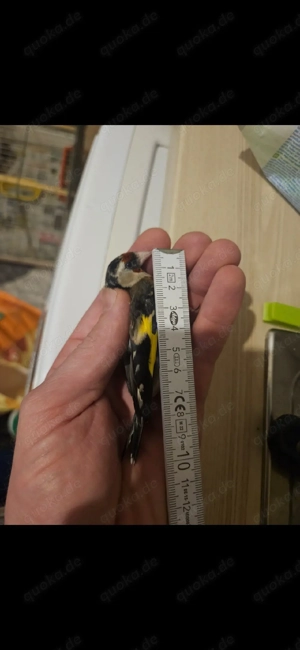 stieglitz Vögel aus Spanien 