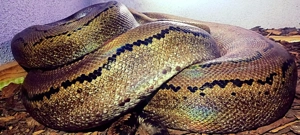  Netzpythons 1.1