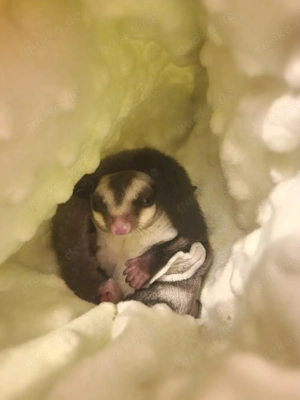 Handzahmer Sugar Glider
