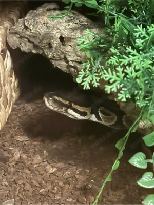 Königspython Classic doppel hetero