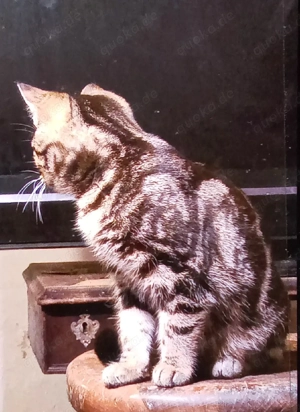 Sumi, kleine Bengalin