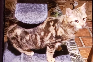 Sumi, kleine Bengalin