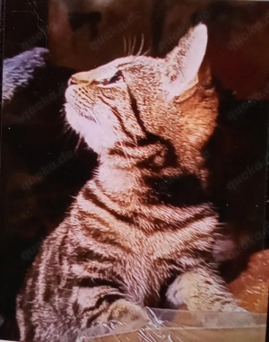 Sumi, kleine Bengalin