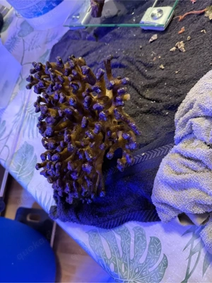 xxl milka koralle meerwasser 