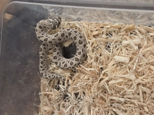 Artic Conda 1.0 het Toffe 