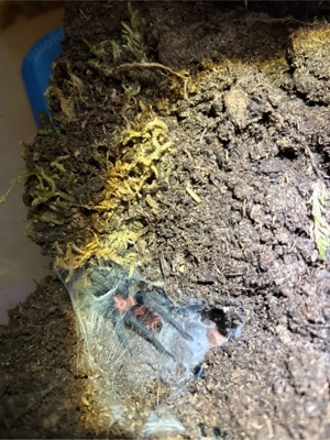 Davus Pentaloris Zwergvogelspinne Vogelspinne