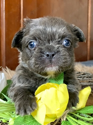 Premium Französische Bulldoggen Welpen aus promovierter Zucht 