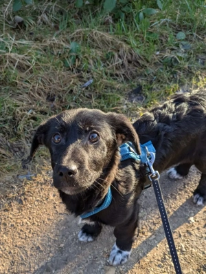 Welpe Gustl, wird ca 35 cm