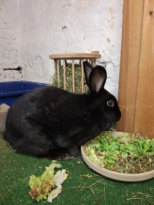 Suche Kaninchen  Kastrat