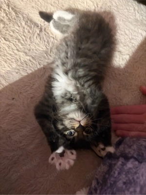 Main Coon Kitten Bild 2
