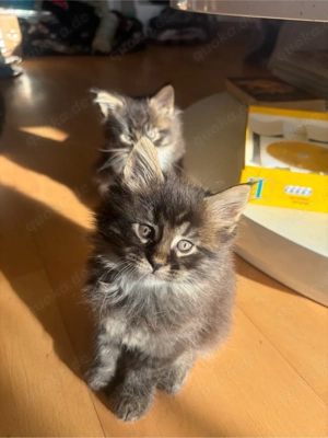 Main Coon Kitten Bild 4