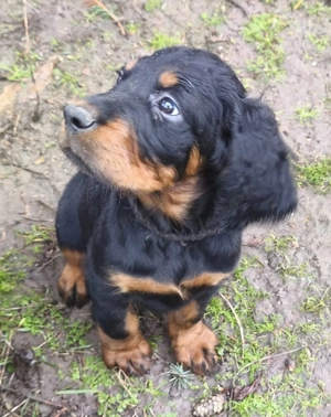 zauberhafte Gordon Setter Welpen  Bild 4