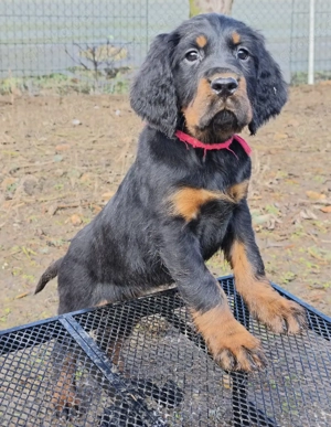 zauberhafte Gordon Setter Welpen 