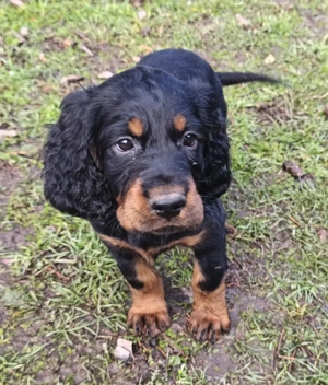 zauberhafte Gordon Setter Welpen  Bild 3