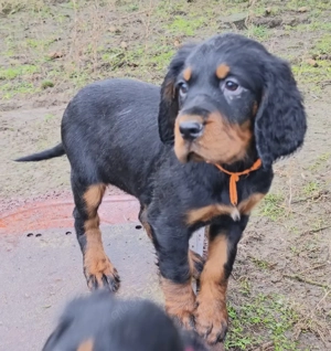 zauberhafte Gordon Setter Welpen  Bild 2