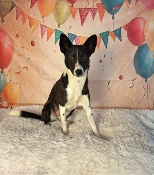 Flummi fröhlich sozial intelligent