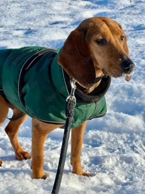 Trudi - Glück auf Lebenszeit gesucht