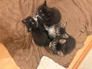 Main Coon Kitten Bild 3