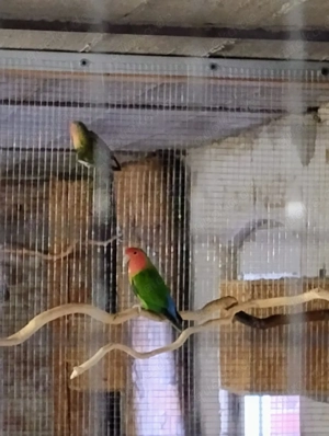 Rosenköpfchen Pärchen zu verkaufen.