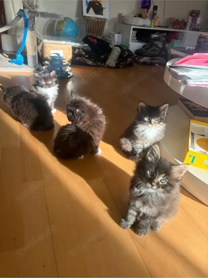 Main Coon Kitten Bild 5